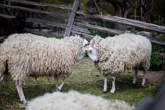 Riverdale Farm - 2016 - Photo by Joel Levy