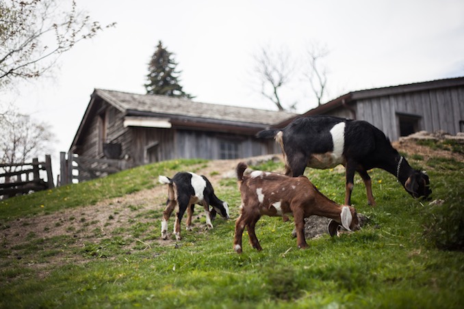 Riverdale Farm - 2016 - Photo by Joel Levy