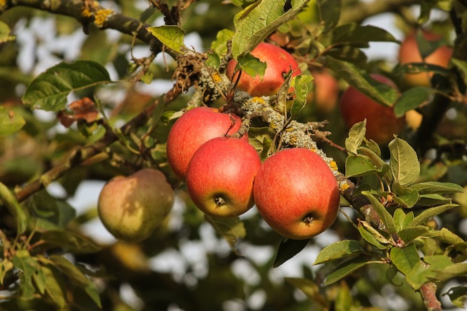 apple orchards