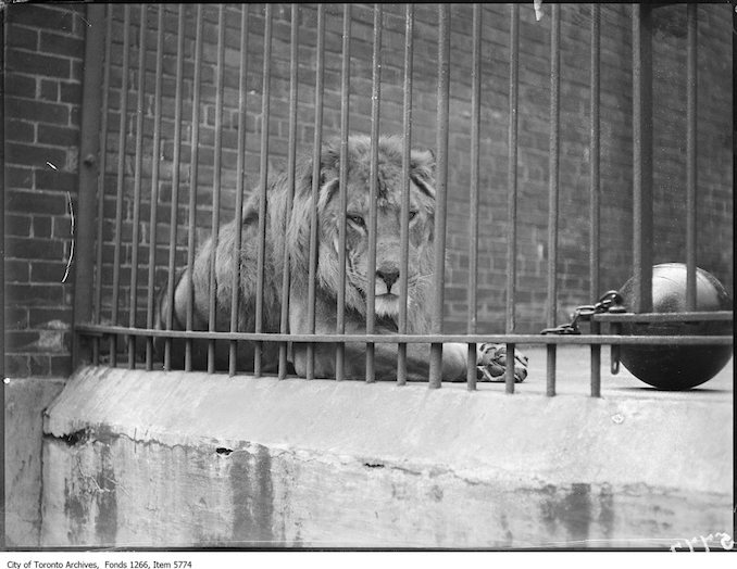 1925 - July 5 - Riverdale zoo, lion