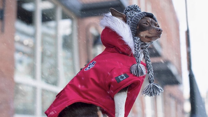 canada pooch north pole premium dog parka