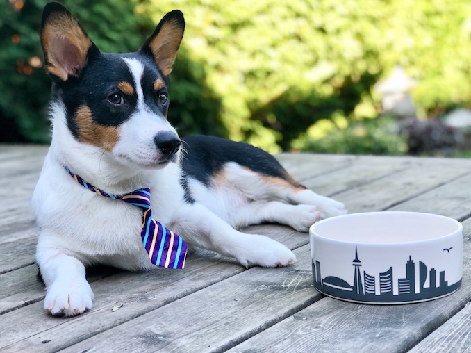 Harley with his Toronto bowl - Toronto ranked 19/20 of Canadian cities with the most pampered pets