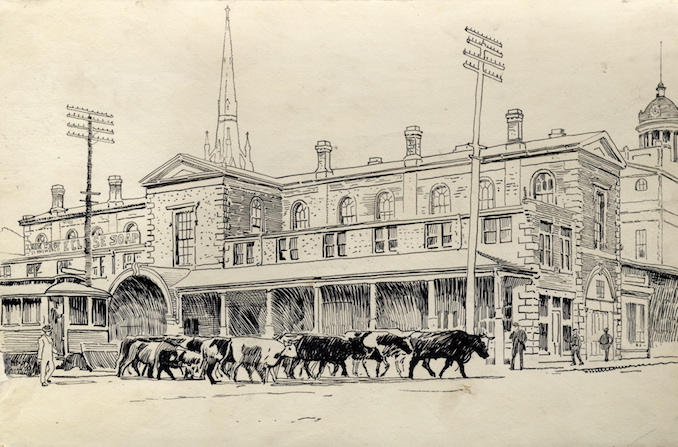 1898 - unknown, herding bulls to market