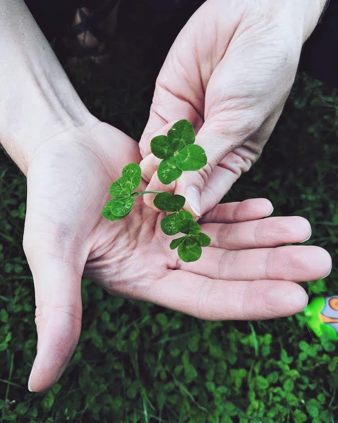 I have a freakish knack for finding four-leaf clovers. These I found one after the other while walking my dog in the park by my house.