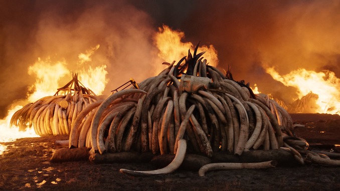 Canadian Films anthropocene