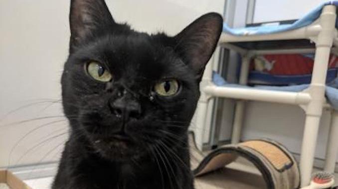 Sparkles the cat
