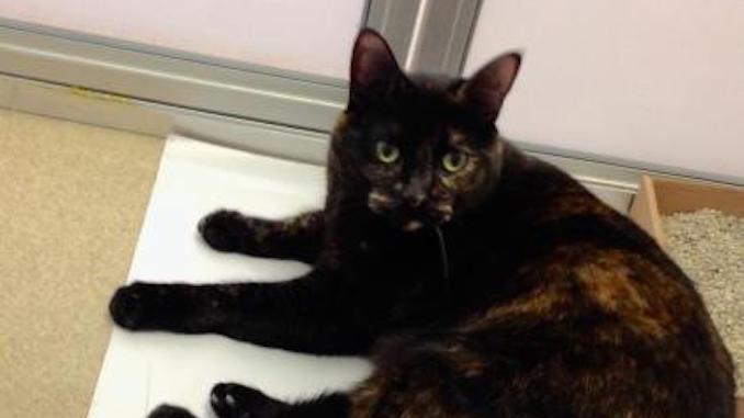 Checkers the cat is looking for a new family in the Toronto area