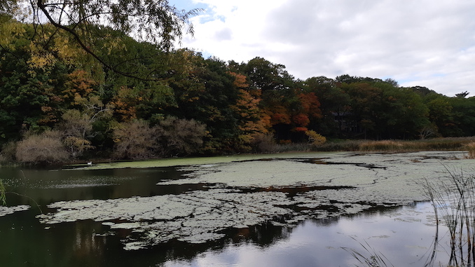 High Park 3: my favourite time to go in High Park, in the fall.