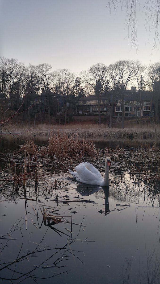 High Park: I live very close to High Park, I love going for a walk watch the beautiful birds, specially the swans!