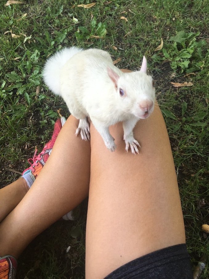 I’m an avid jogger. Instead of sharing a photo of me on a treadmill, this is a photo from the summer, taken post-run, when one of the white squirrels of Trinity Bellwoods Park befriended me.