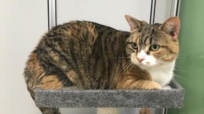 Rosalind the cat is looking for a new family in the Toronto area