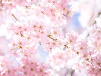 Top 10 places to enjoy the Cherry Blossoms in Toronto