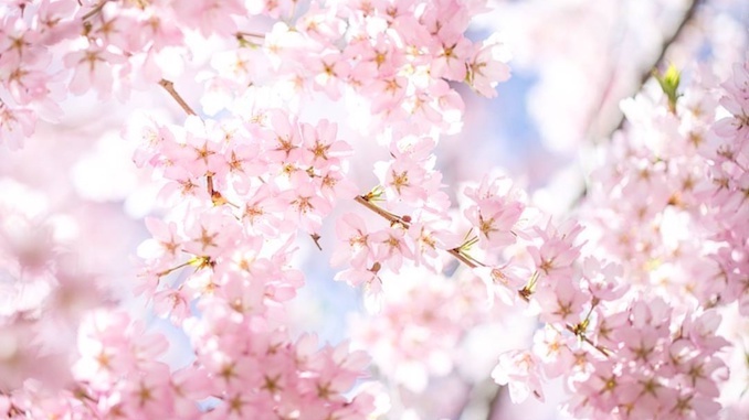 Top 10 places to enjoy the Cherry Blossoms in Toronto