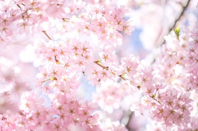 cherry blossoms