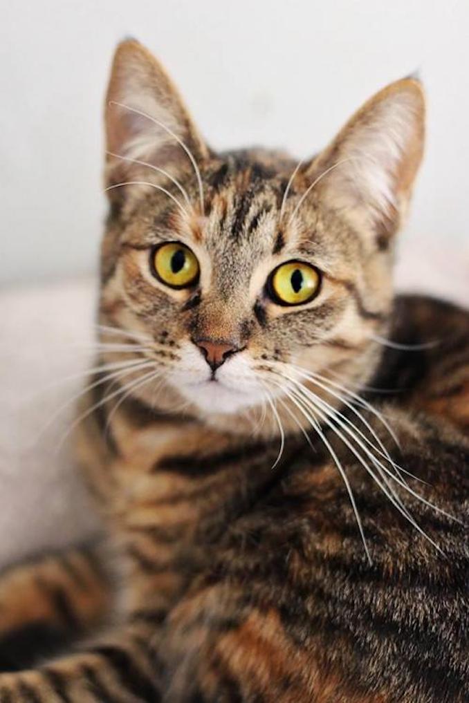 Aurora the cat is looking for a new place to live in the Toronto area