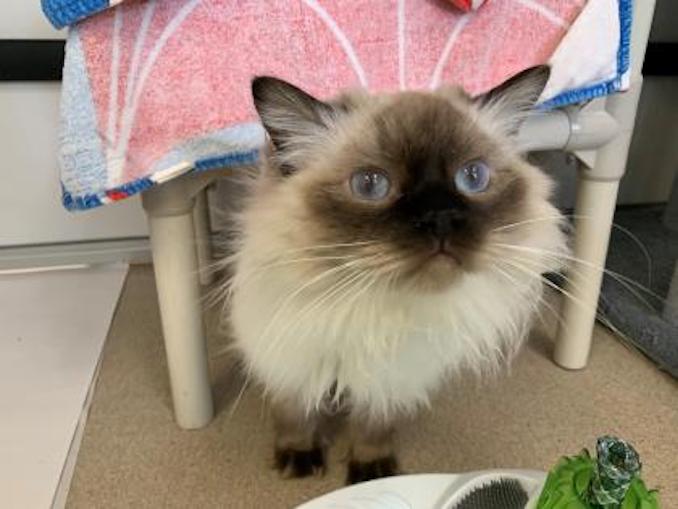 jasper the cat at the toronto humane society