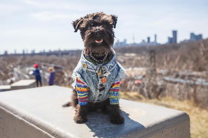 Top 10 trails to take your dogs for a hike in Toronto
