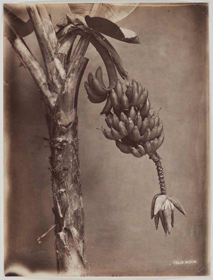 Bananas, Trinidad, ca 1890