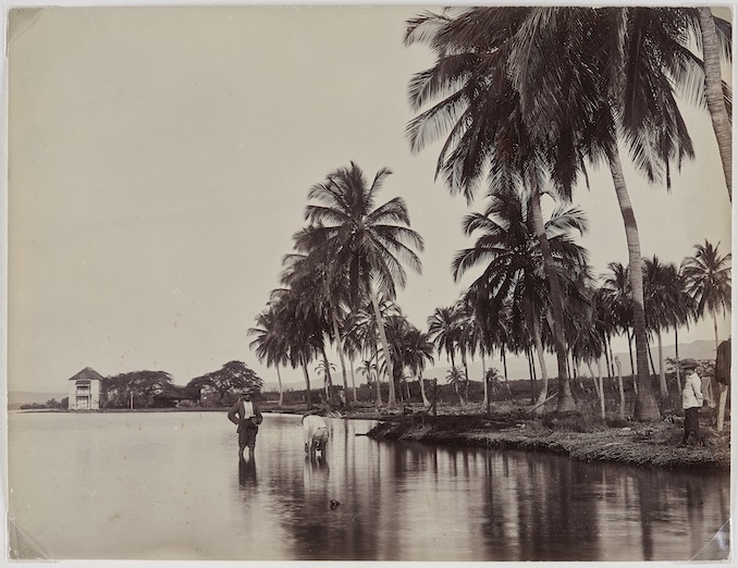 Coconut Palms, Kingston Harbour