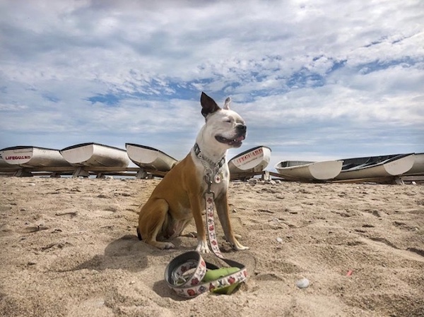 Top 10 trails to take your dogs for a hike in Toronto