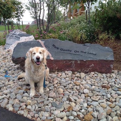 Top 10 trails to take your dogs for a hike in Toronto