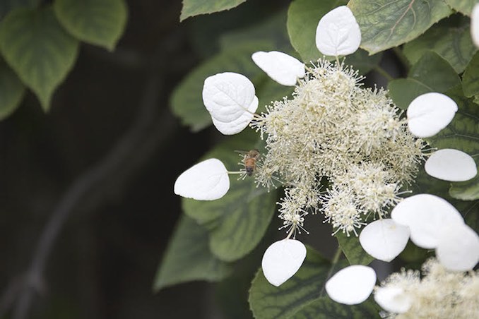 David Brown - We live in the middle of the largest city in Canada, but our backyard in a quiet oasis that has been an endless source of inspiration and restoration.  I have planted many perennial vines, decorative grasses, and shrubs which create an ocean of lush green textures.  Shown in this photos is a bee collecting pollen from my climbing hydrangea.  The creamy white flowers have an intoxicating fragrance and every spring the flowers buzz loudly as the bees work diligently. 