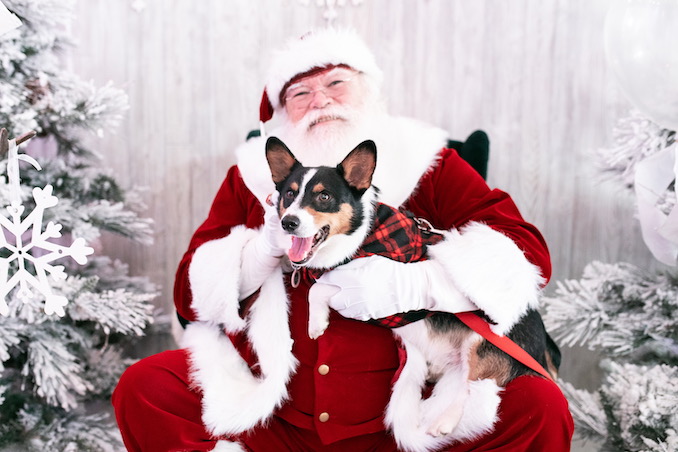 Dog with hot sale santa