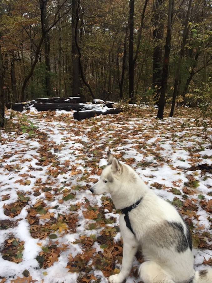 Morning walk in high park with Luna. Behaving very well at the moment!