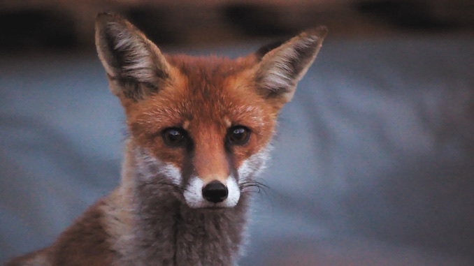 Robin Bicknell nature's clean up crew