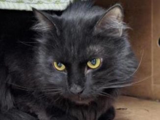 Metro the cat is looking for a new family in the Toronto area