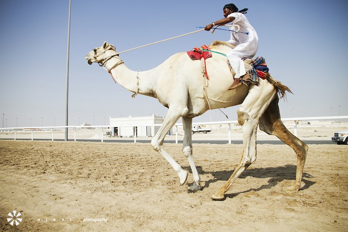 A camel trainer in Zekreet, Qatar