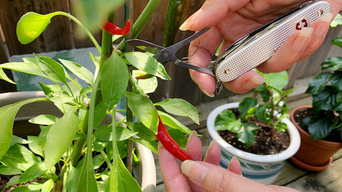 Convenience for everyday: The latest Victorinox Swiss Army Knives