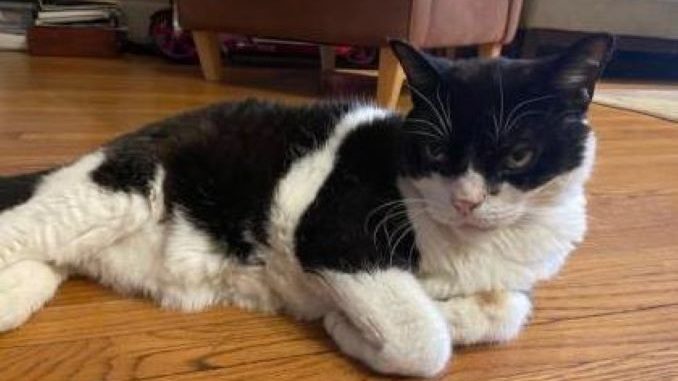 Cosma the Cat Needs a New Retirement Home in Toronto
