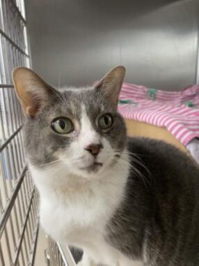 Colby the Cat is Looking for Her New Lazy Home in Toronto