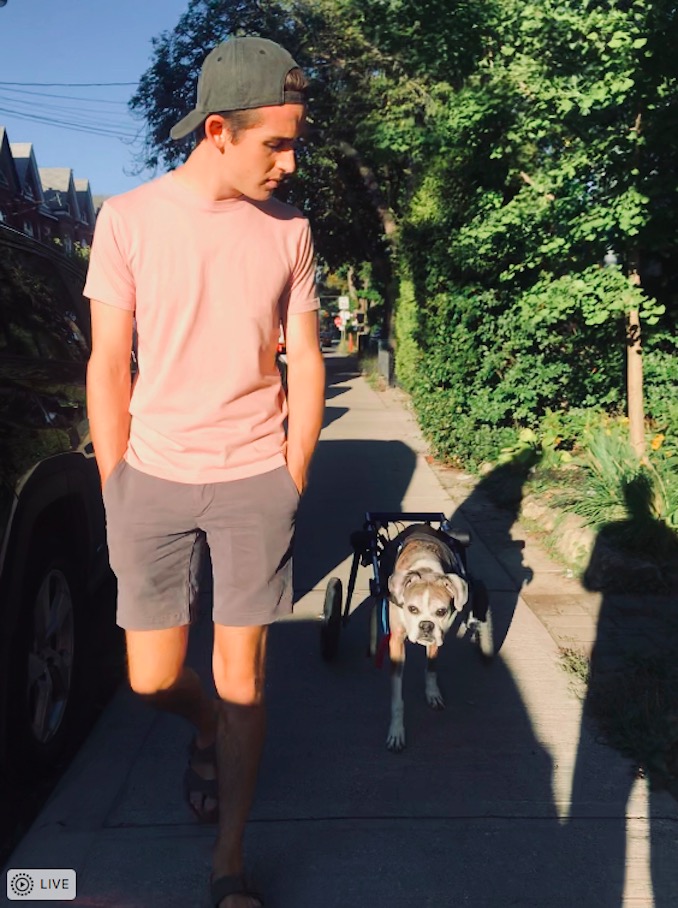 With my dog Maggie during her favourite time of day – out for her evening walk. She's whips around no problem in her new wheels.