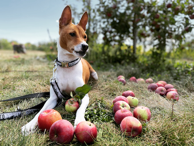 pine tree apple orchard dogs