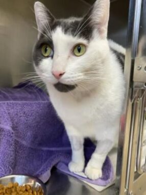 Ramone the Cat Needs A New Furever Home in Toronto!