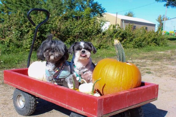 Ontario Apple Orchards & Pumpkin Patches that are Dog Friendly