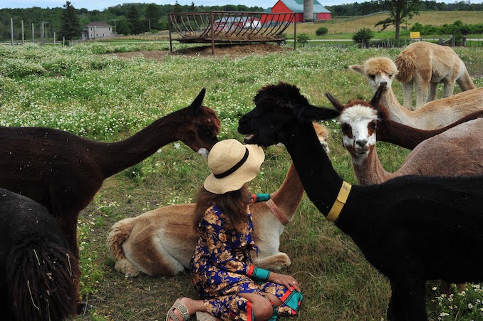 Creativity breeds alpacas - Exploring a small-town Ontario alpaca farm