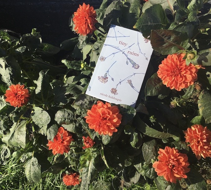 My debut novel Tiny Ruins looking pretty with some dahlias in front of the house down the street.