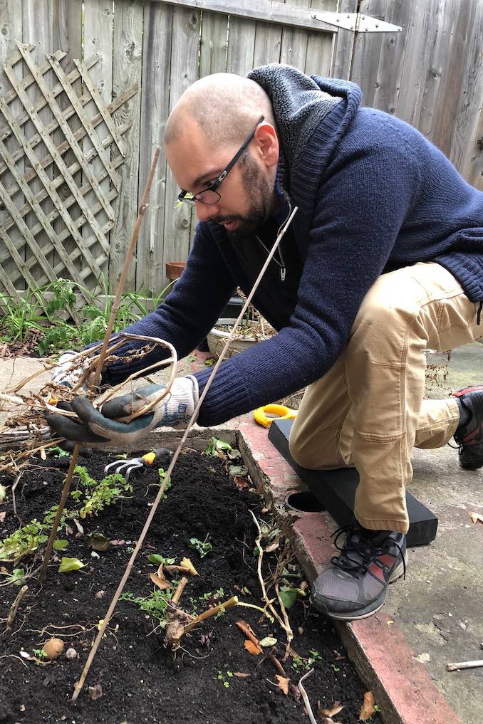 Harvesting potatoes in my backyard garden.