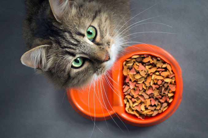 6 Signs You May Need To Change Your Cat's Food