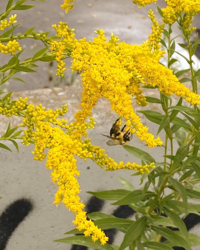 I collect a lot of photos for inspiration. Here's a busy bee on some pretty plants