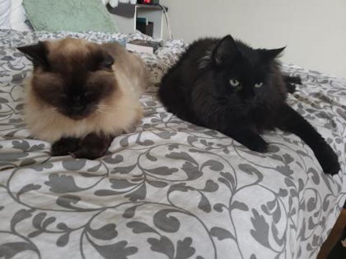 Jade and Timmy are looking for a new home in the Toronto area