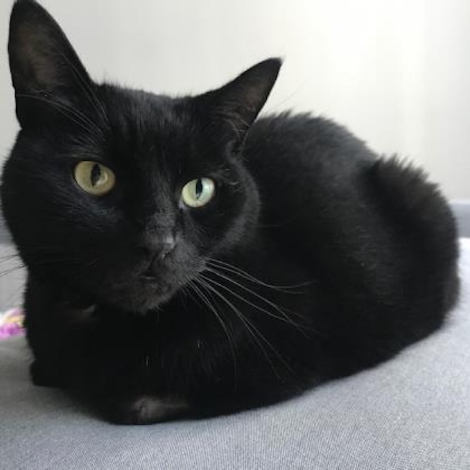 Bruce the cat is looking for a new home in the Toronto area!