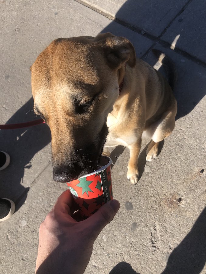 My buddy Kobe sometimes joins me on a walk. I like to treat him to a Puppachino. 