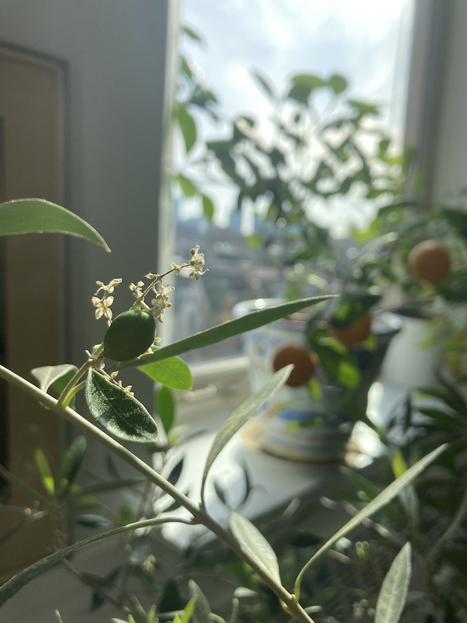 Growing olives and clementines in my studio during the winter.