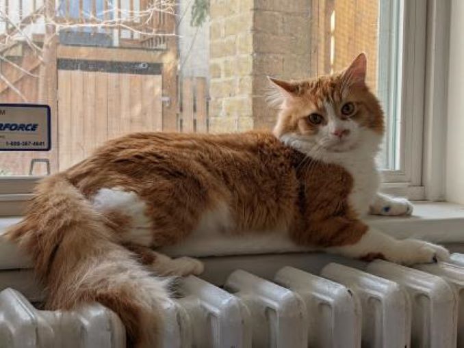 Ace the cat is looking for a new lovely home in the Toronto area