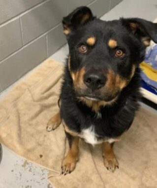 Duke the dog is looking for a new lovely home in the Toronto area