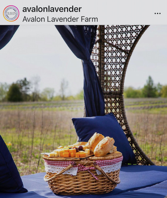 Avalon Lavender Farm